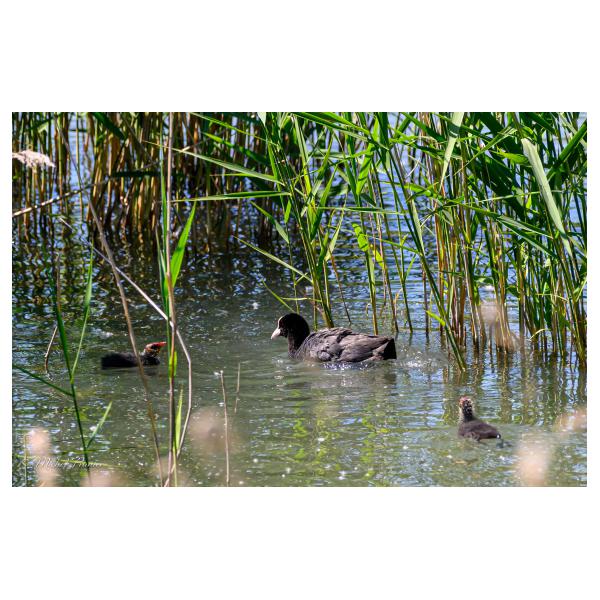 PHOTO84, CLUB, 84 , LUBERON